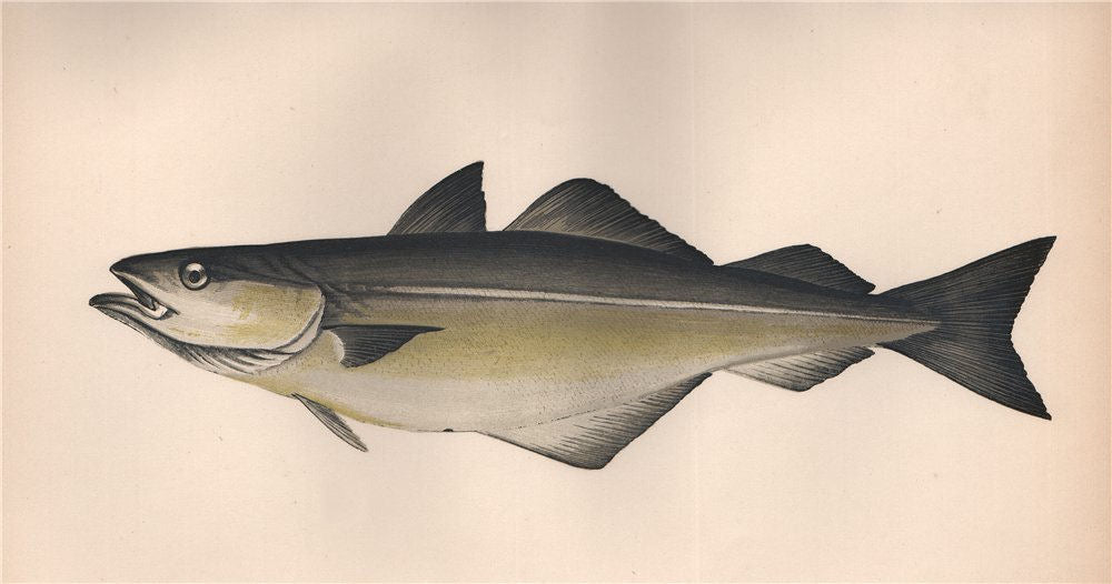 COALFISH Pollachius virens, sillock, saithe, pollock, billet, gloshan.COUCH 1862